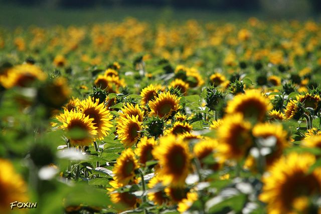 album/057 gira il sole.JPG